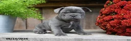 Frenchton dogs for sale: Rambo - Ad 5