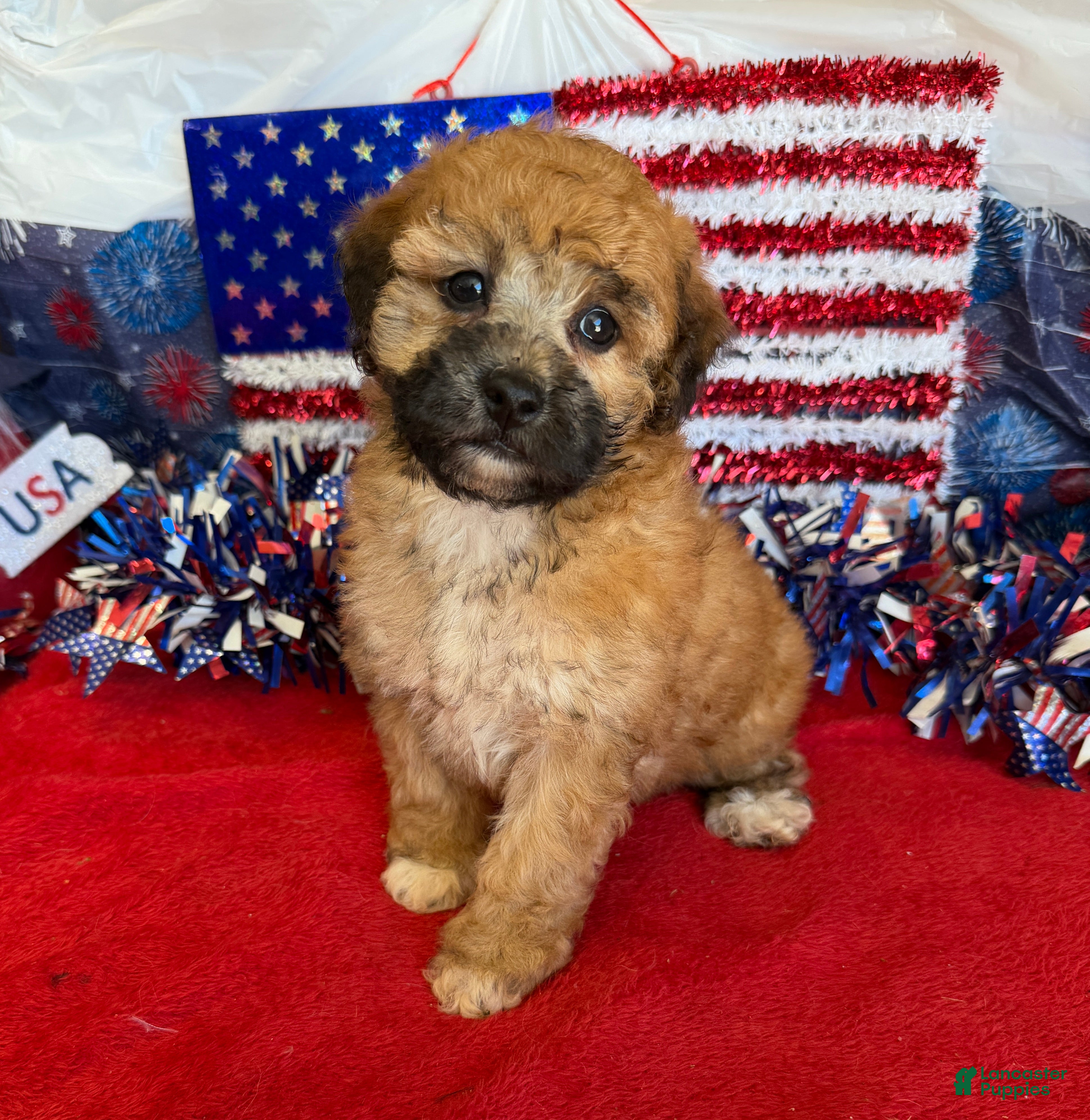 Toy Poodle dogs Trudy - Ad 11