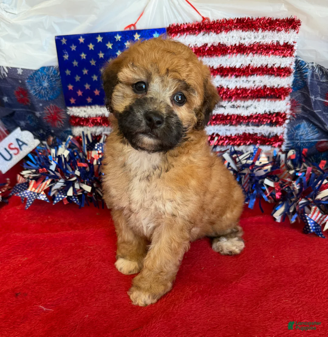 Toy Poodle dogs for sale: Trudy - Ad 1