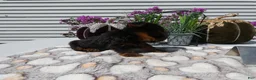 Yorkshire Terrier dogs for sale: Yorkshire Terrier 3 Tiny - Ad 2