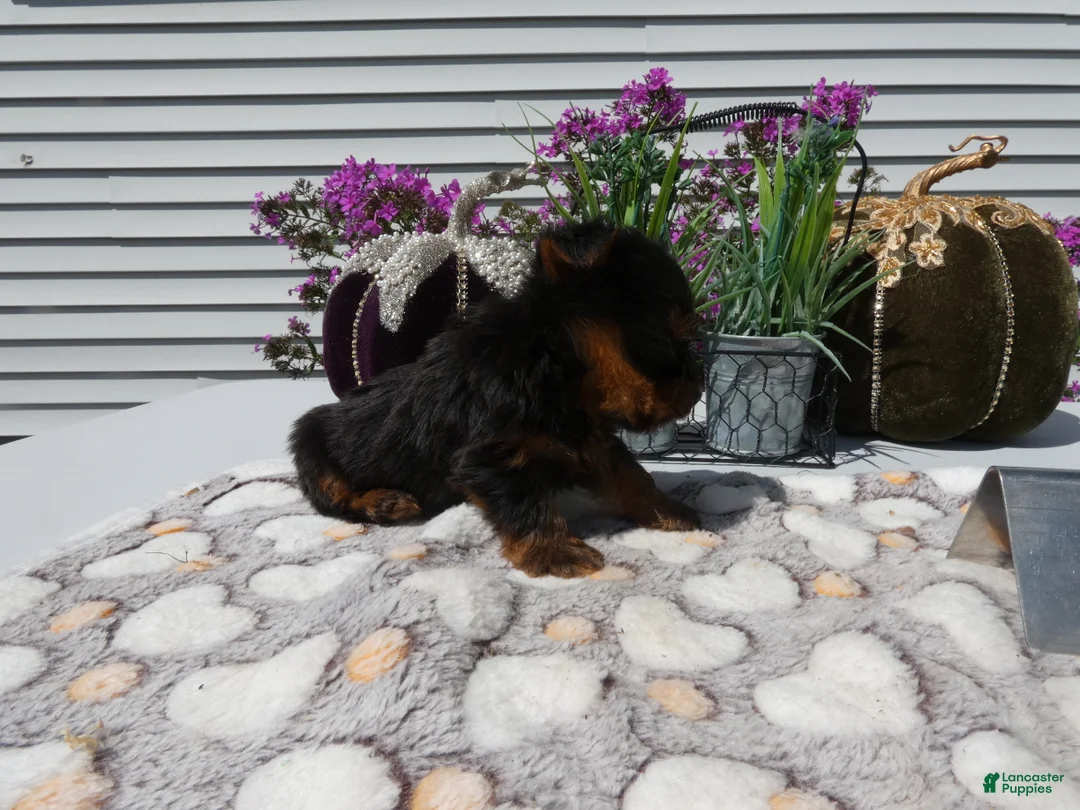 Yorkshire Terrier dogs for sale: Yorkshire Terrier 3 Tiny - Ad 2