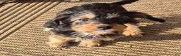 Yorkiepoo dogs for sale: Yorkiepoo Puppy 2 - Ad 5