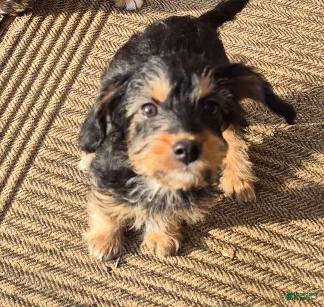 Yorkiepoo dogs for sale: Yorkiepoo Puppy 2 - Ad 5
