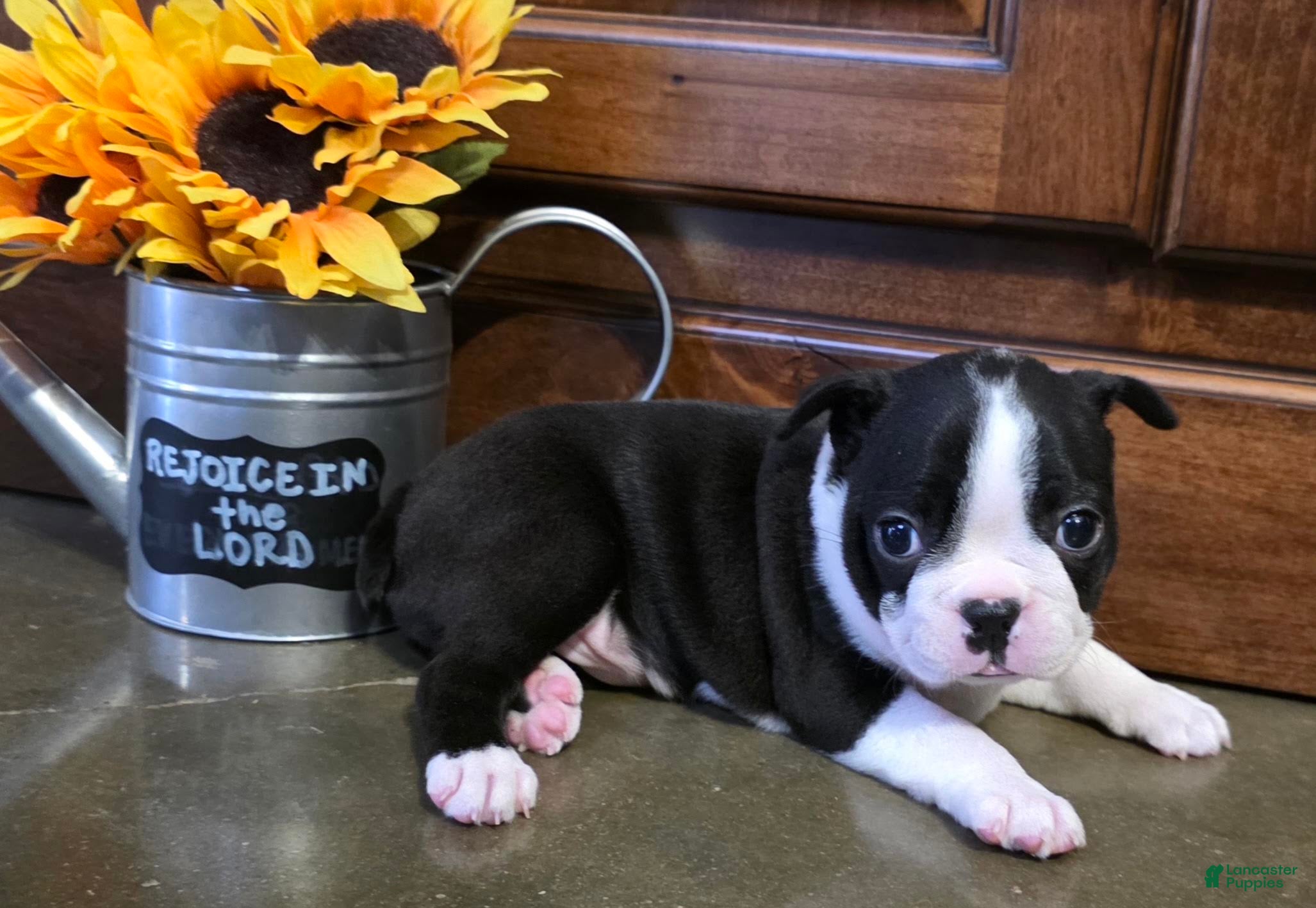 Boston Terrier dogs Jewel Boston Terrier  - Ad 1
