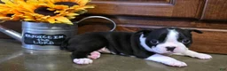 Boston Terrier dogs for sale: Jewel Boston Terrier  - Ad 1