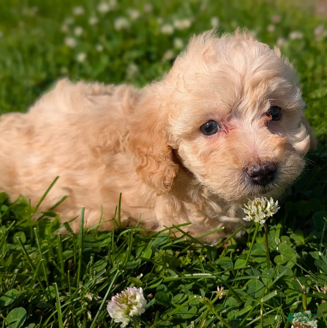 Toy Poodle dogs for sale: Butter Cream - Ad 2