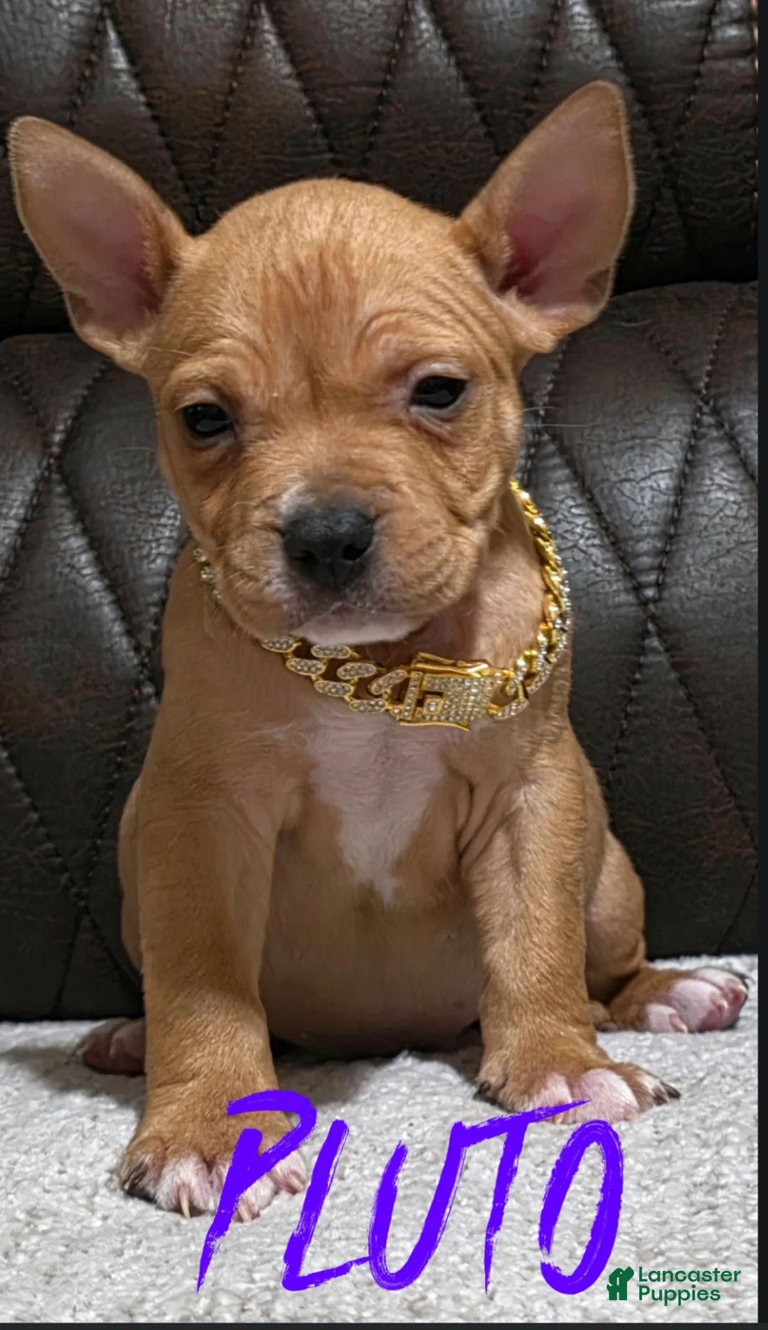 American Pit Bull Terrier dogs for sale: Pluto - Ad 1