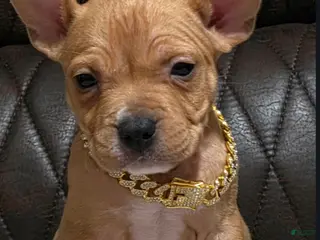 American Pit Bull Terrier dogs Pluto - Ad 1