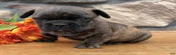 French Bulldog dogs for sale: Snickers - Ad 2