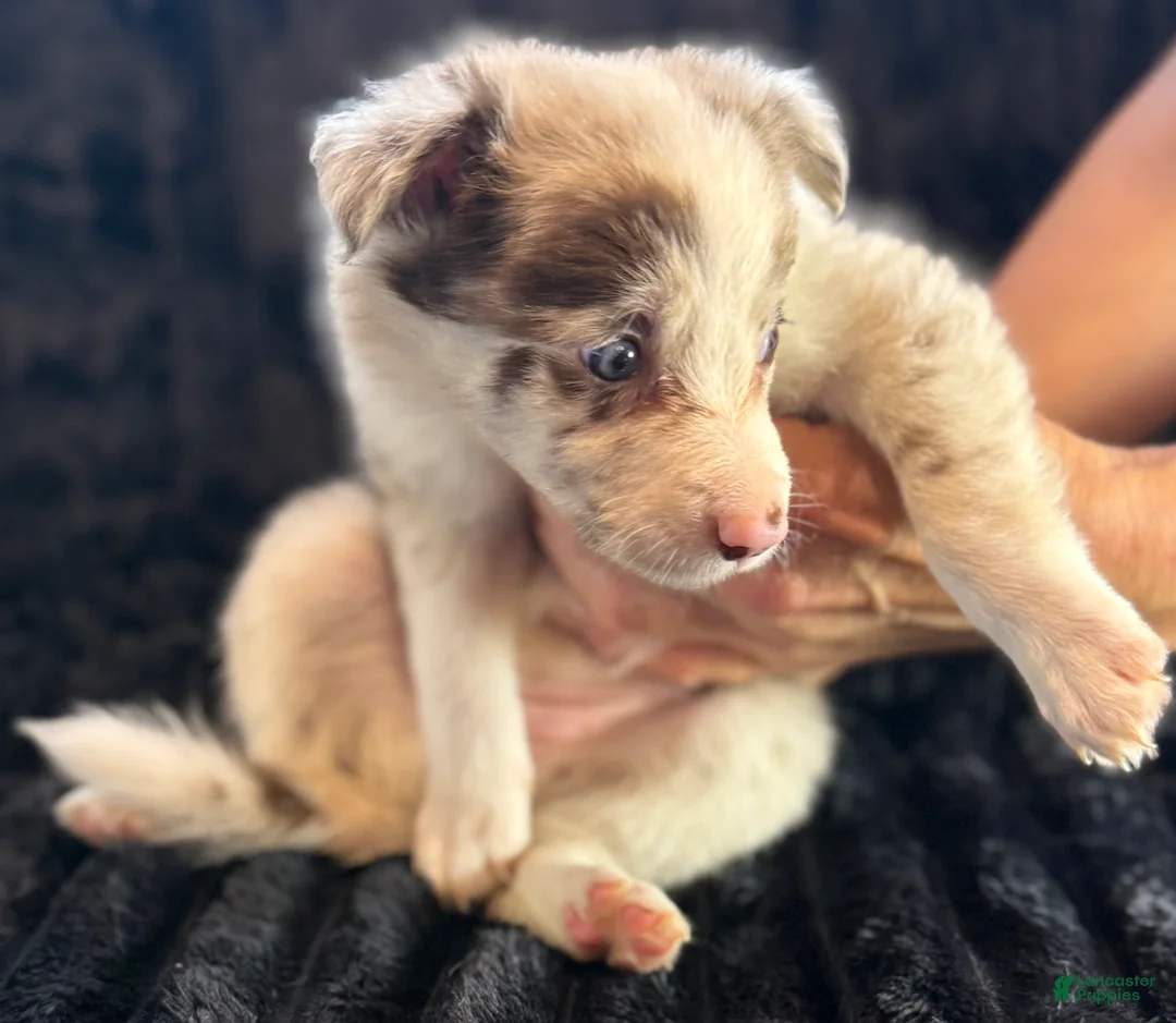 Border Collie dogs for sale: Bambi - Ad 1
