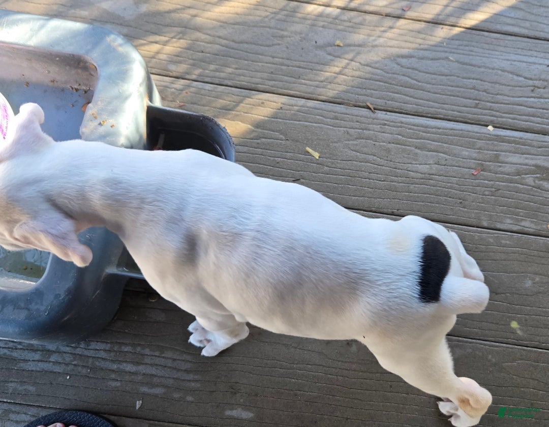 Boxer dogs for sale: Jack - Ad 8