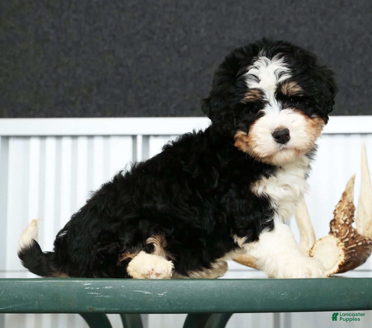 Mini Bernedoodle dogs Hope - Ad 1