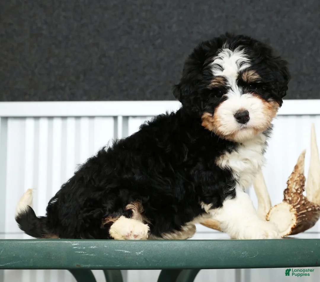 Mini Bernedoodle dogs for sale: Hope - Ad 1