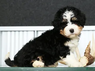 Mini Bernedoodle dogs for sale: Hope - Ad 4