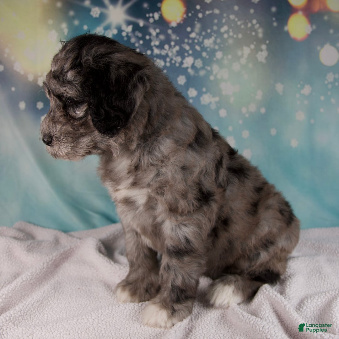 Mixed Breed dogs for sale: Bethany - Ad 5