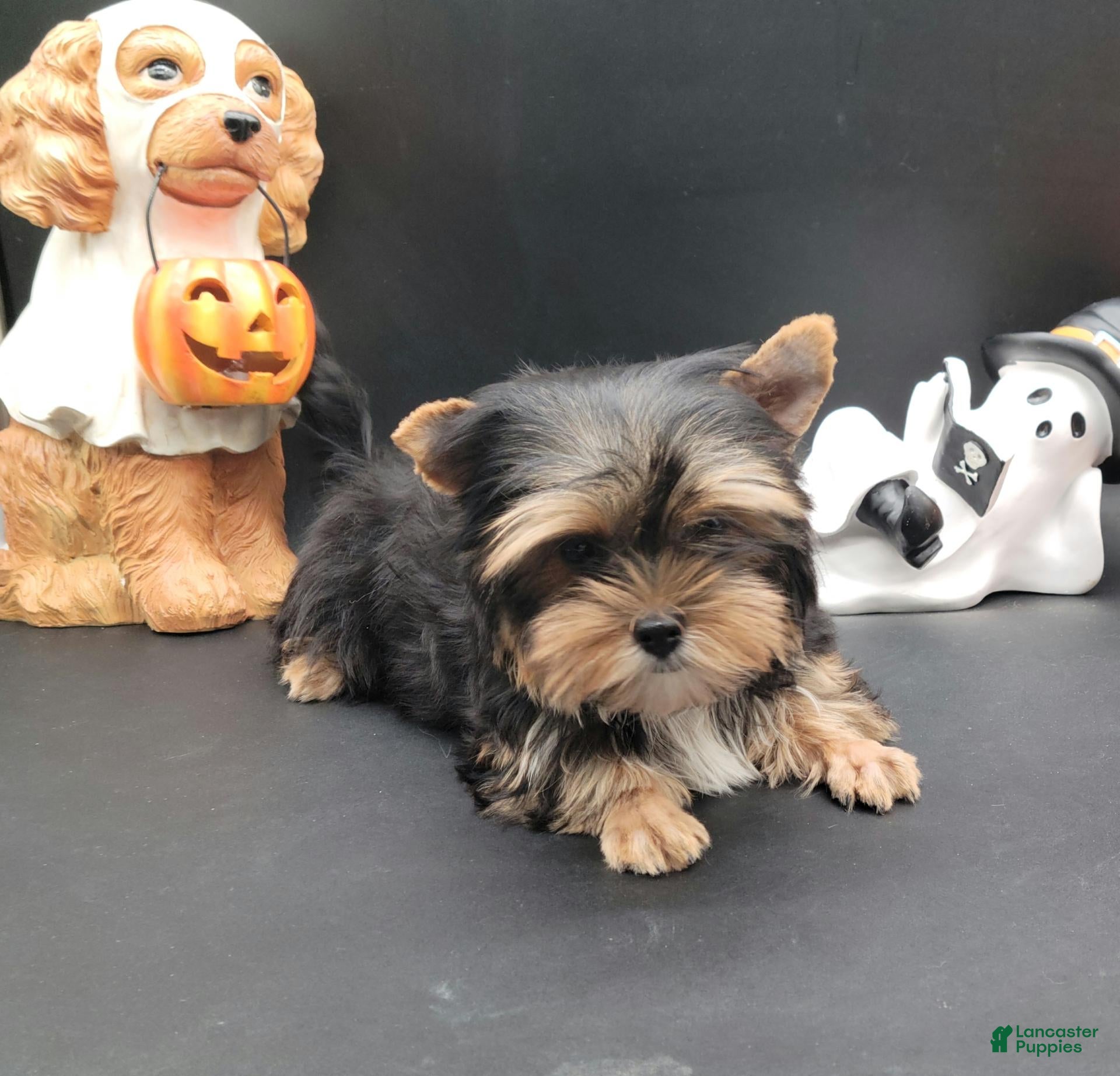 Yorkshire Terrier dogs for sale: Yorkshire Terrier 1 - Ad 2