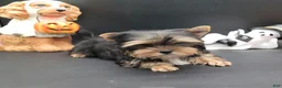 Yorkshire Terrier dogs for sale: Yorkshire Terrier 1 - Ad 2