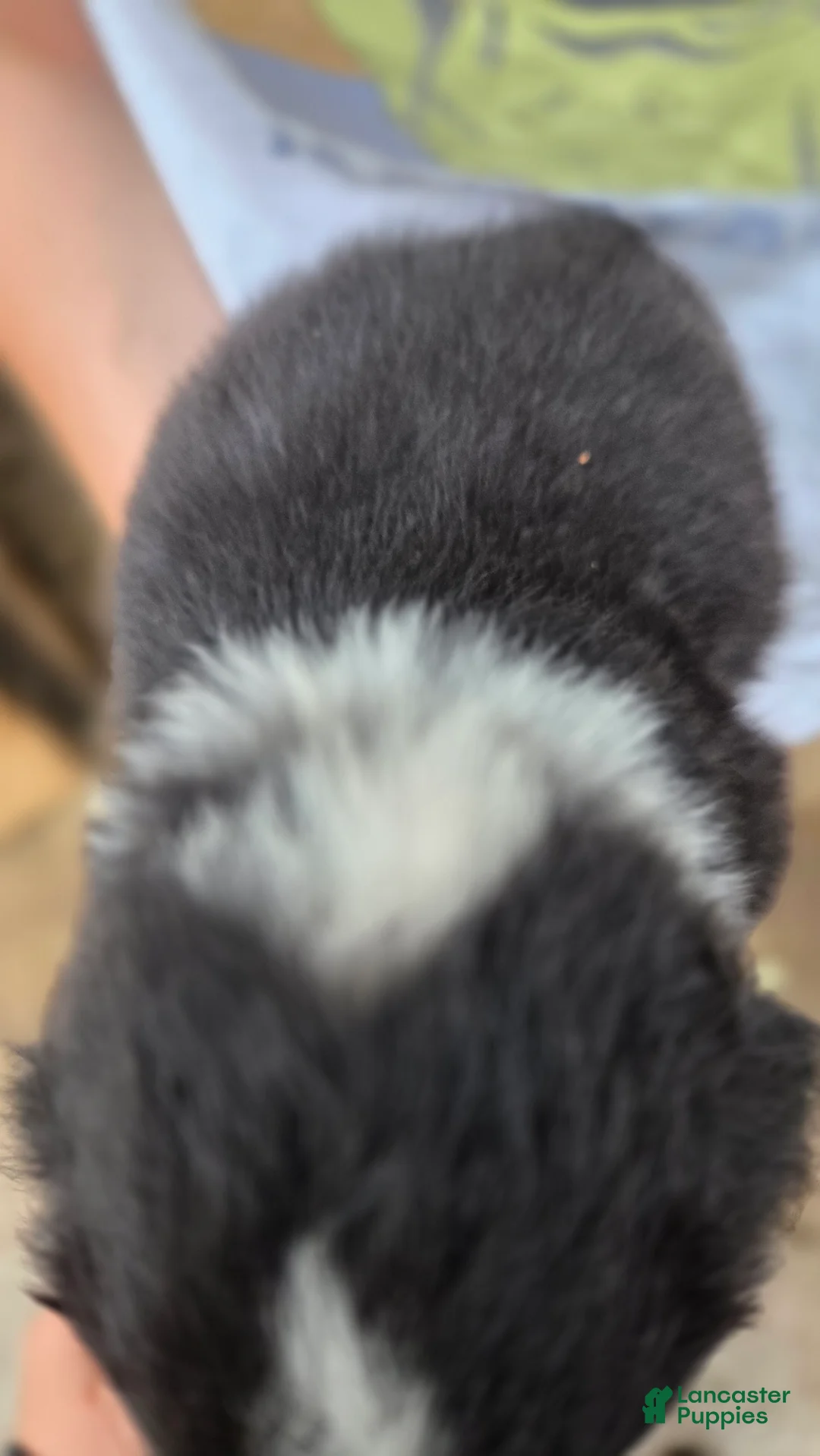 Australian Shepherd dogs for sale: Australian Shepherd Puppy 7 - Ad 2