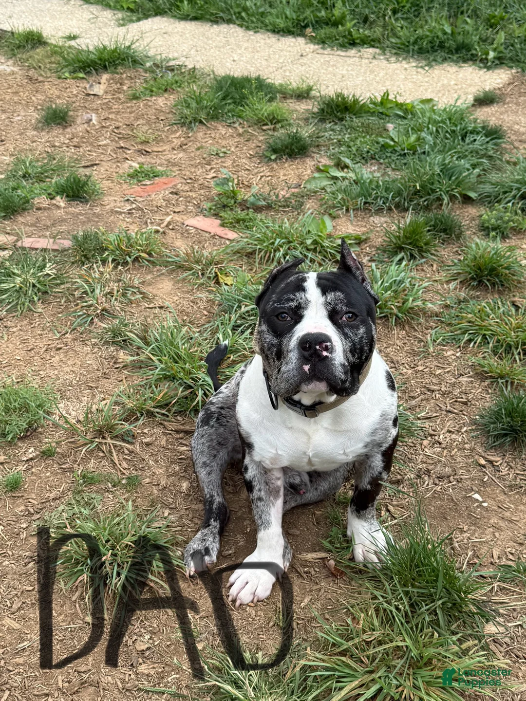 Mixed Breed dogs for sale: Mixed Breed Puppy 2 - Ad 6