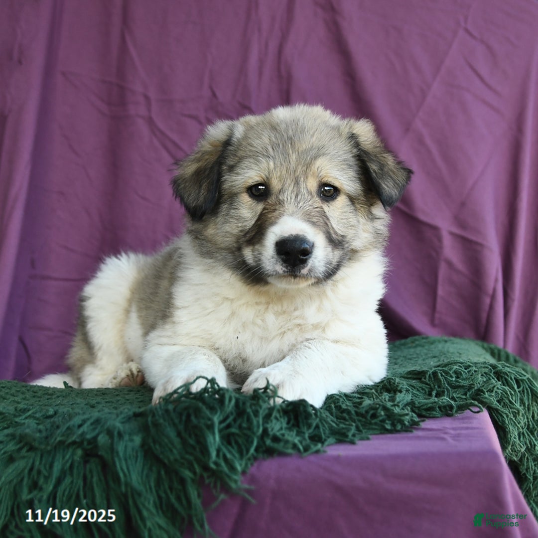Mixed Breed dogs for sale: Alaska - Ad 3