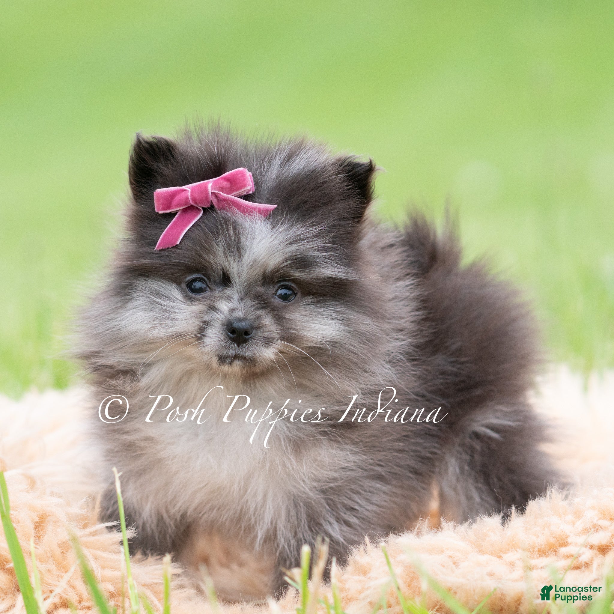 Pomeranian dogs for sale: Lucy AKC - Ad 4