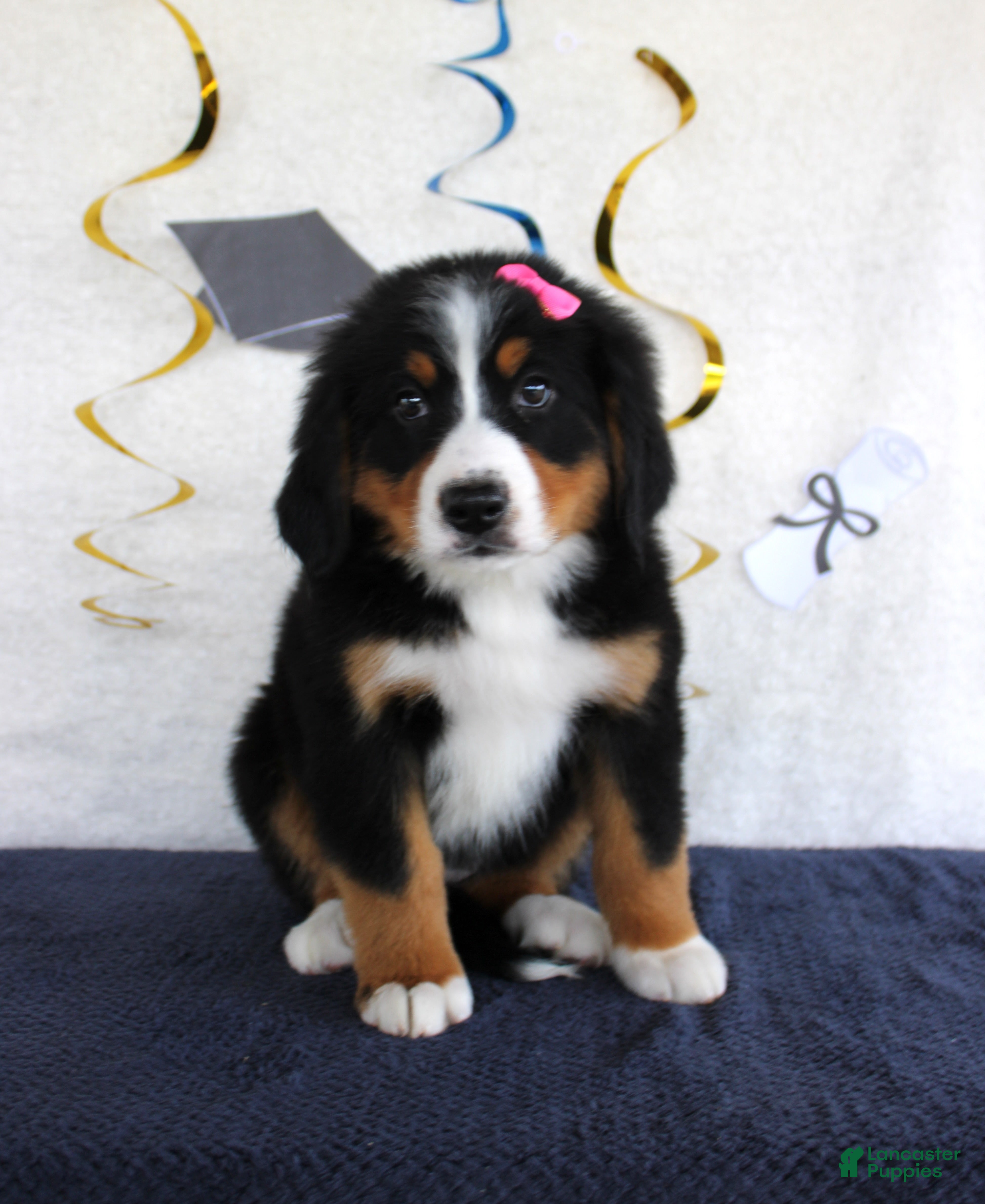 Bernese Mountain Dog dogs Marnie - Ad 41