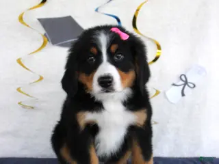 Bernese Mountain Dog dogs Marnie - Ad 38