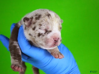 American Bully dogs - Ad 14