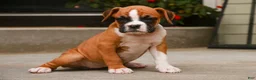 Boxer dogs for sale: Zoey - Ad 4