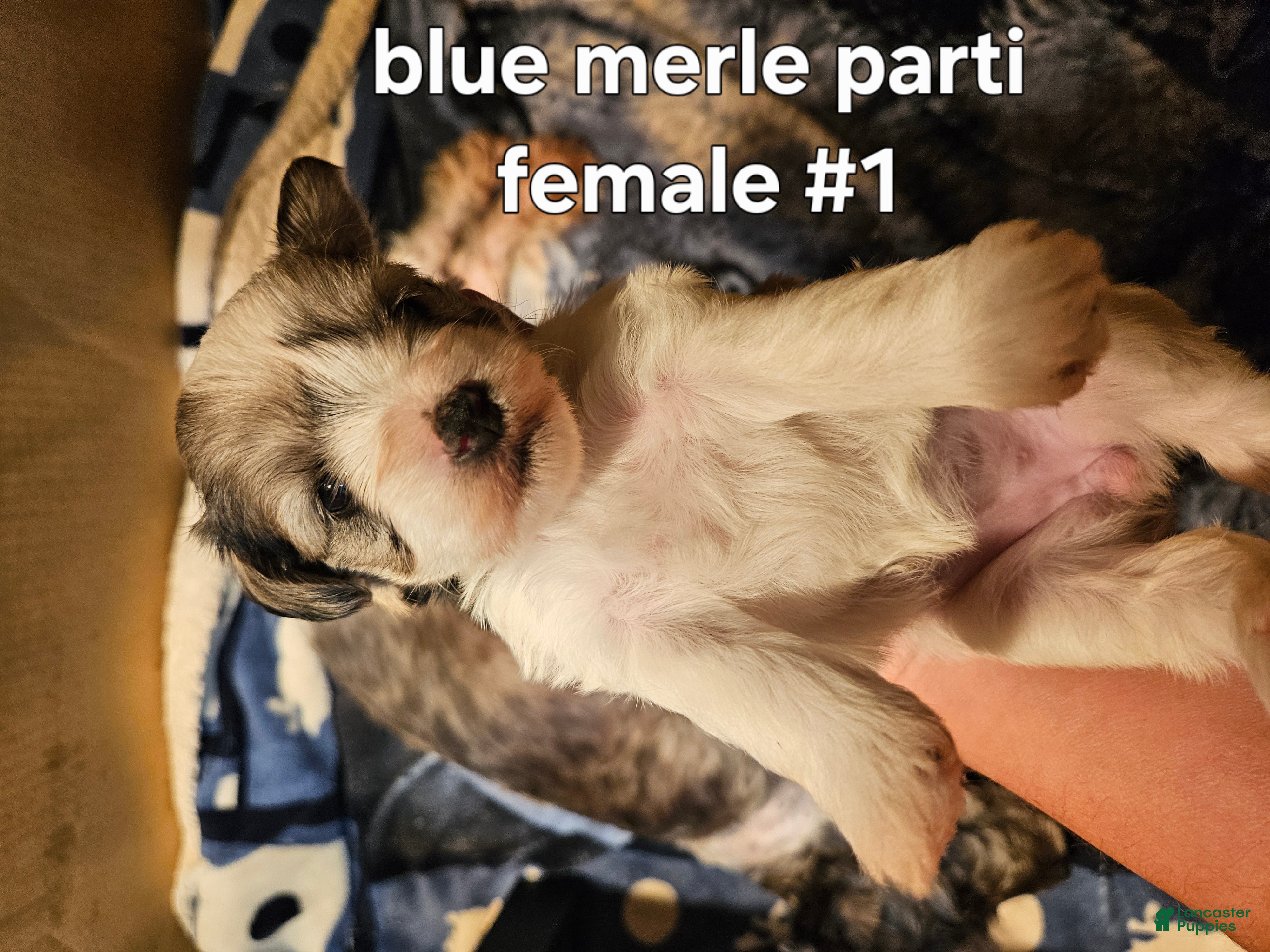 Miniature Schnauzer dogs Blue merle parti female #1 - Ad 42