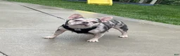 French Bulldog dogs for sale: Tate - Ad 10