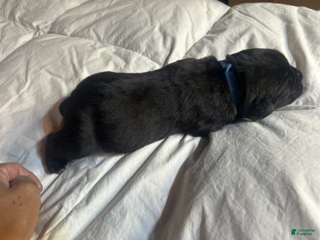 Cane Corso dogs for sale: Cane Corso Puppy 6 - Ad 2