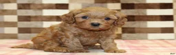 Cavapoo dogs for sale: Donny - Ad 8