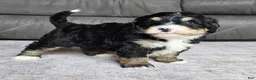 Mini Bernedoodle dogs for sale: Mini Willow - Ad 6