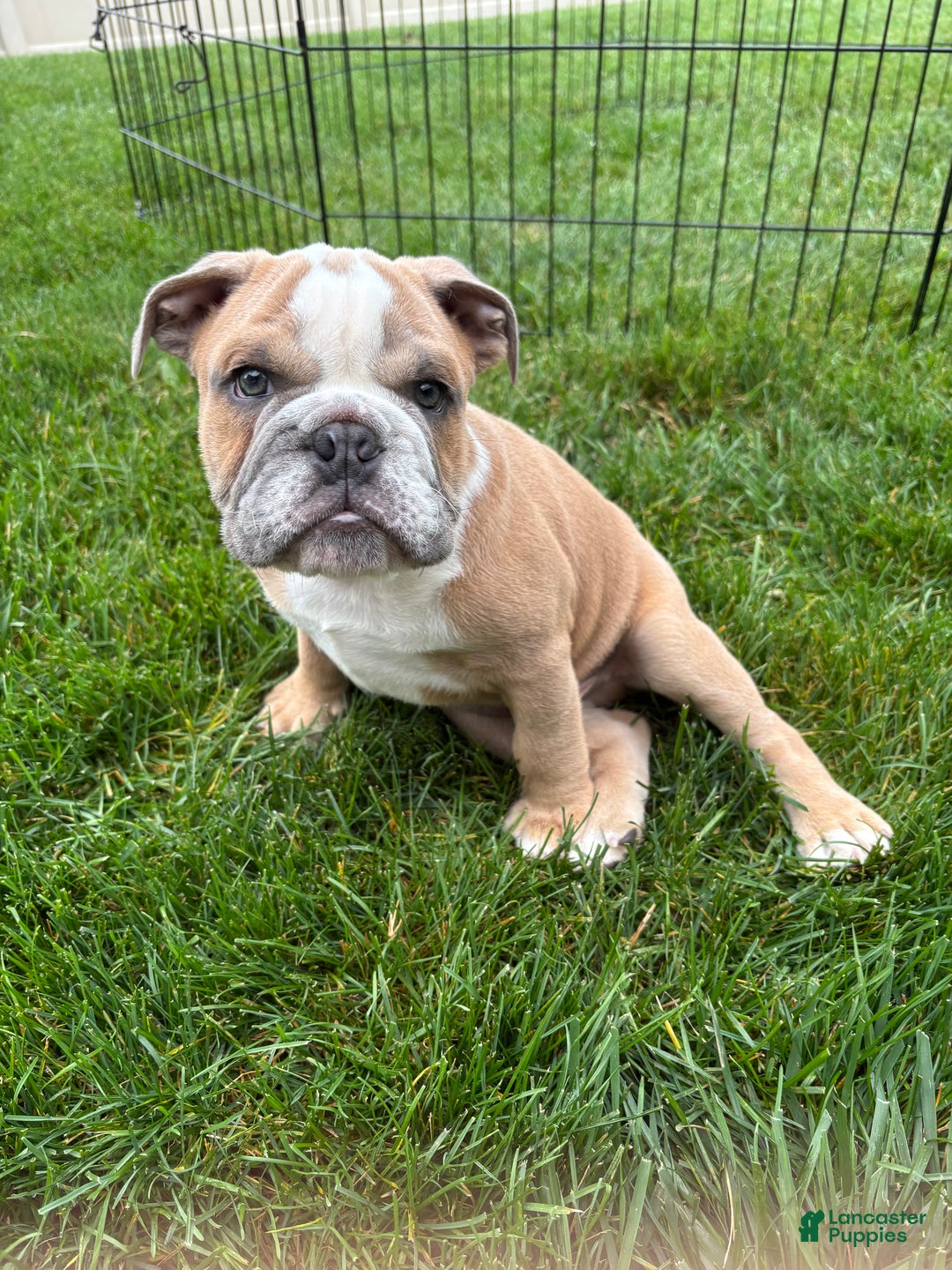 Under $500 English Bulldogs For Sale Craigslist Cheap Bulldog