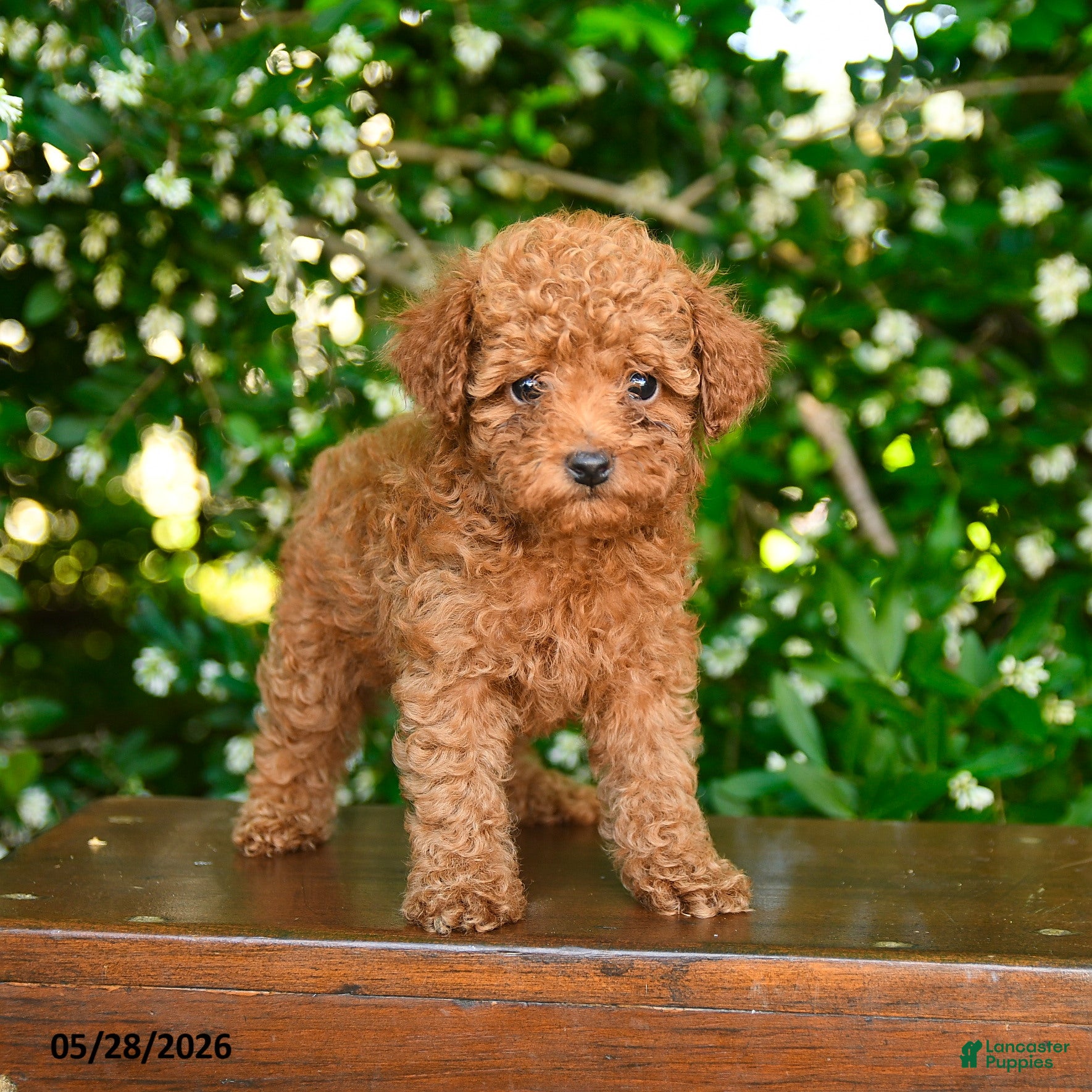 Toy Poodle dogs Scarlett - Ad 1