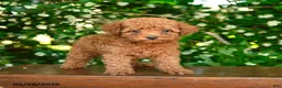 Toy Poodle dogs for sale: Scarlett - Ad 1