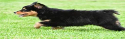 Australian Shepherd dogs for sale: Becka - Ad 3