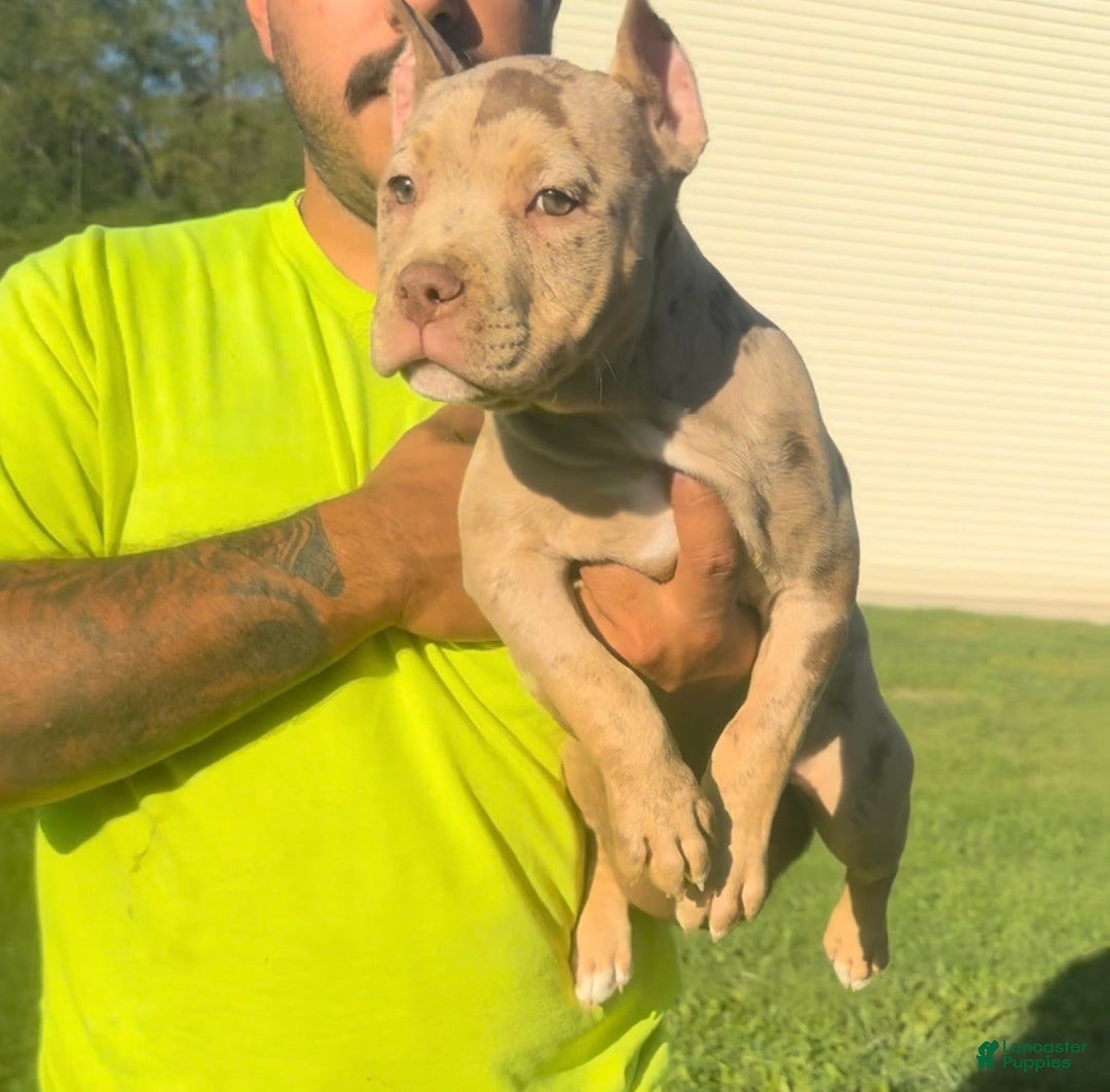 American Bully dogs for sale: Stormy - Ad 4