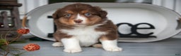 Australian Shepherd dogs for sale: Marty - Ad 3