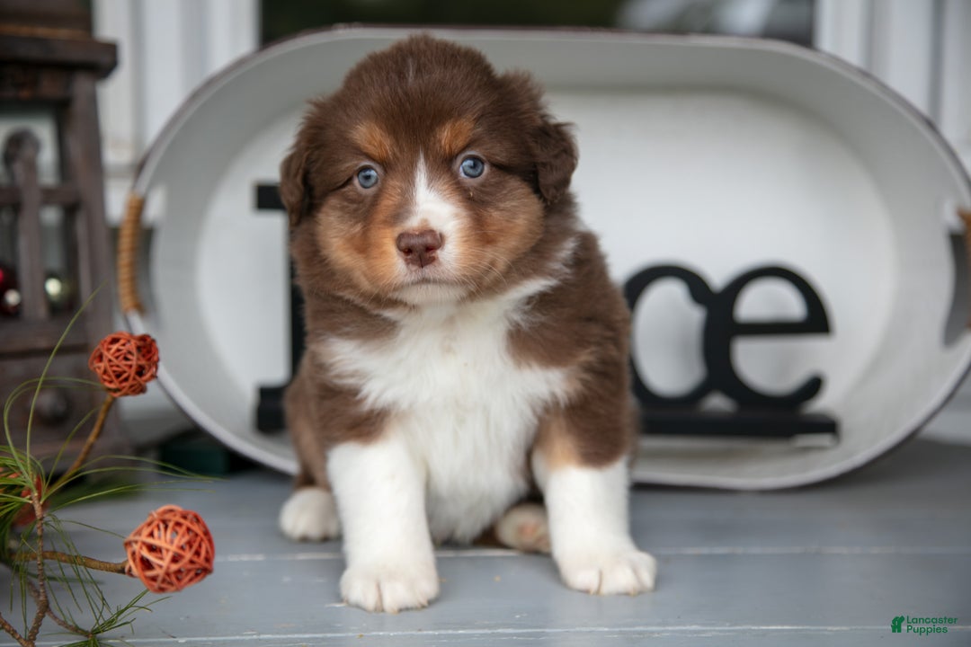 Australian Shepherd dogs for sale: Marty - Ad 3