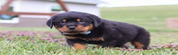 Rottweiler dogs for sale: Roscoe - Ad 9