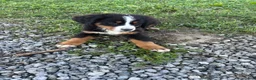 Bernese Mountain Dog dogs for sale: Piper - Ad 5