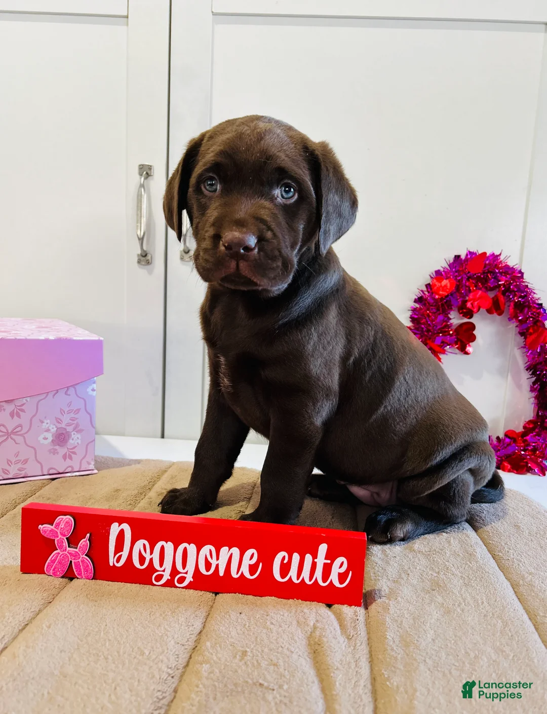 Labrador Retriever dogs for sale: Lilly - Ad 1