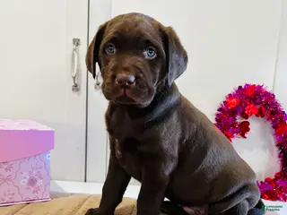 Labrador Retriever dogs Lilly - Ad 18