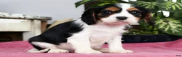 Cavalier King Charles Spaniel dogs for sale: Shawn - Ad 6