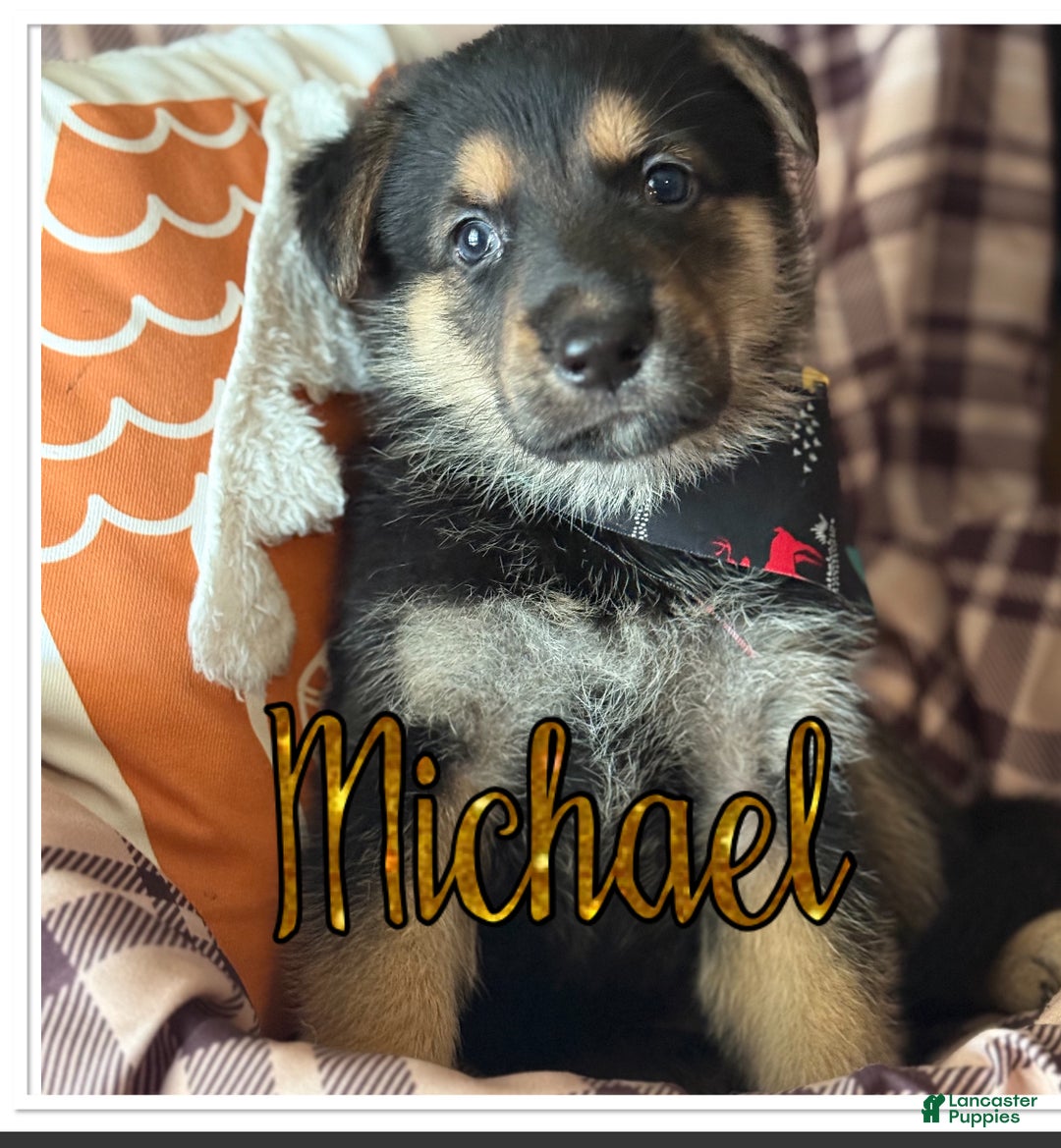 German Shepherd dogs for sale: German Shepherd Puppy 5 - Ad 1