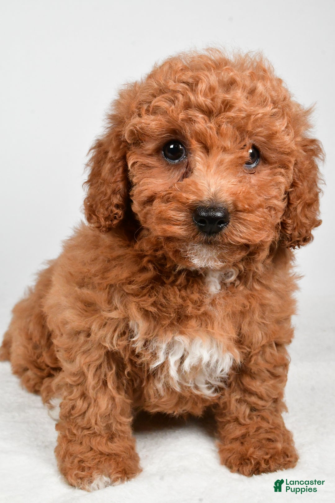 Bichpoo dogs for sale: Bella - Ad 8