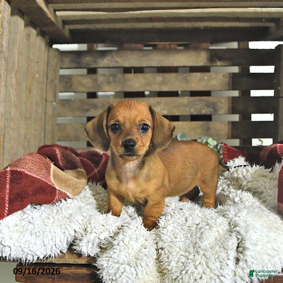 Miniature Dachshund dogs Callie - Ad 1