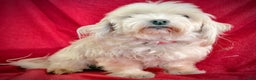 Maltese dogs for sale: Lexi - Ad 3